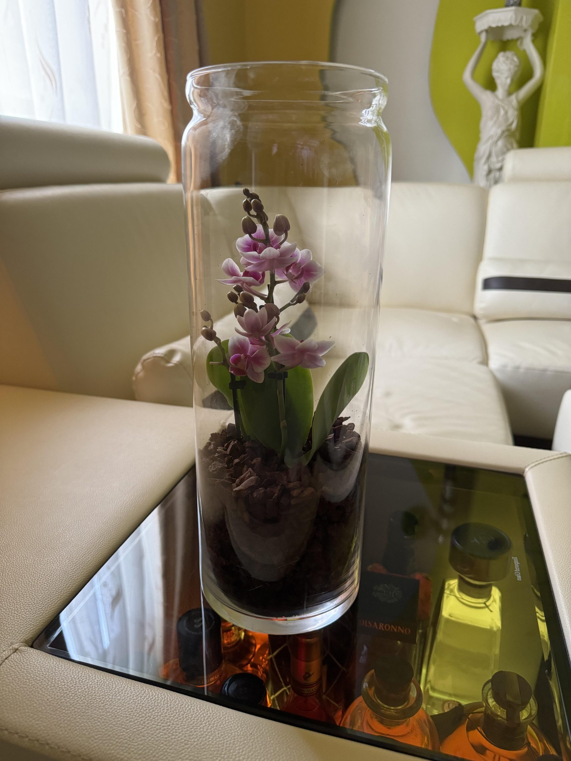 How to Care for an Orchid in a Glass Jar