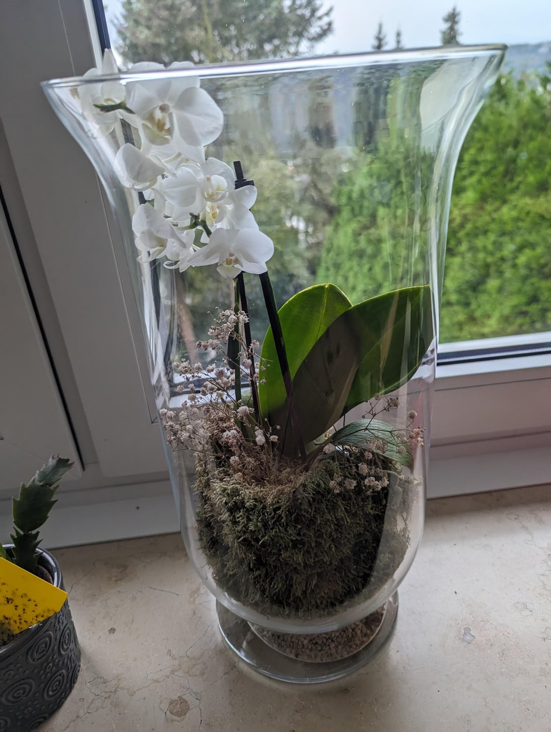 How to Care for Orchid in Glass Vase