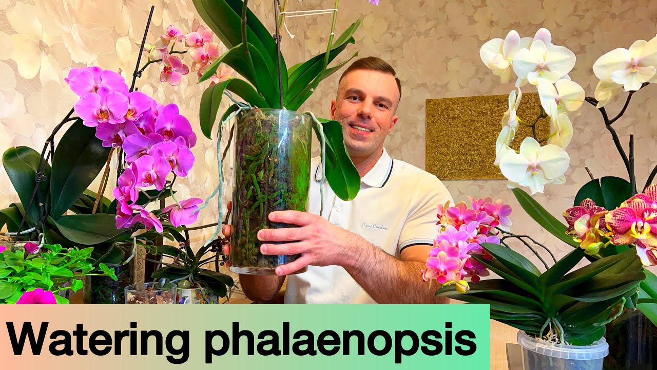 How to Care for Orchids in Glass Cylinders